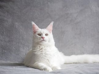 assurance pour mon chat
